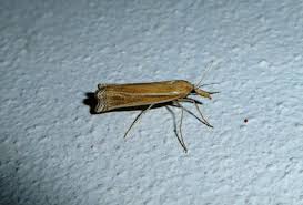 attract moths to your carpet