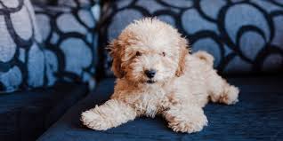 is a toy poodle smaller than a