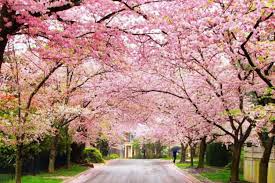 Cherry Blossom Festival In Shillong Shillong Tourist Places