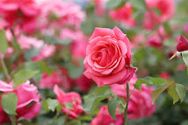 rose petal flowers beautiful pretty