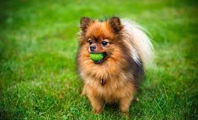 how much do pomeranians cost factors