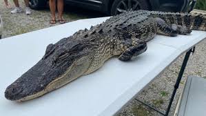 Alligator caught in Whitley County lake | WANE 15