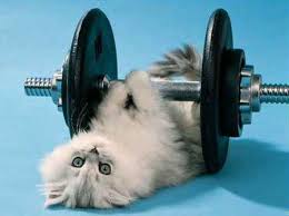 Image result for petS EXERCISING