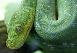 Green Tree Python Vs Emerald Tree Boa