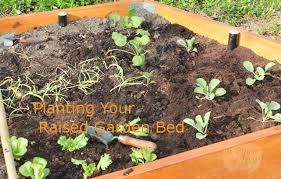 planting plans for your raised garden