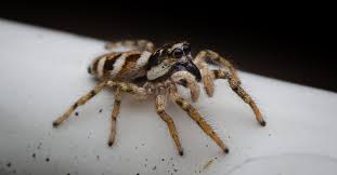 6 black and white spiders with