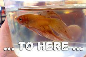 Maybe you would like to learn more about one of these? Why Life Is Hell For Pet Fish Peta2