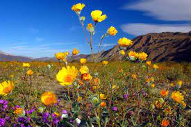 wildflower super blooms