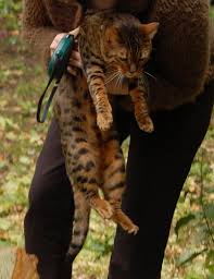 Bengal cat coat colors and patterns all items below shared from bengalcats.co if you are visiting our site from a mobile device you may have a better bengal cats are more than small, domestic versions of their larger cousins from the jungle. Bengal Color Change Thecatsite