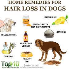A list of common causes of hair loss in dogs include: What Causes Hair Loss In Dogs Here Is The Answer Women Fitness Magazine Dog Hair Loss Hair Loss Home Remedies For Hair