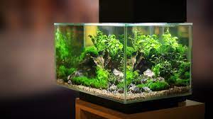 do planted tanks require co2 bechewy