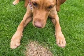 Dog Urine Spots From Grass