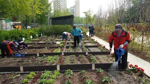 Urban Vegetable Garden Project