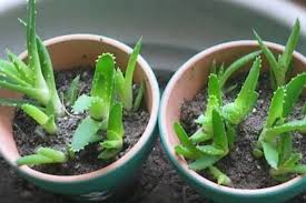 By @astrid roellinger, naturopathe ~energéticienne Apprenez A Cultiver L Aloe Vera A La Maison Cette Plante Est Merveilleuse