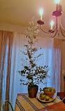 Image result for Eucalyptus Plant