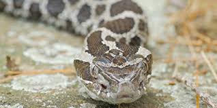 toledo snakes common and venomous