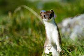 Stoat Definition In American English