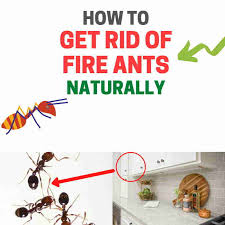 get rid of fire ants without chemicals