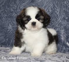 Oggie is such a sweet little male teddy bear puppy for sale in wisconsin! Teddybear Puppies For Sale Teddy Bear Puppy Farm Denning Farms Houghton Ia