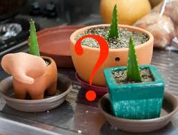 Purchase a small plant from a garden store and then repot it in a larger container. Comment Bouturer Une Feuille D Aloes Jardinier Paresseux