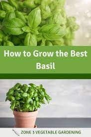 Basil Plant