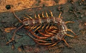 Are Centipedes Poisonous Do Centipedes