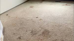 best carpet cleaning in lethbridge