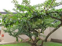 Image result for calabash tree