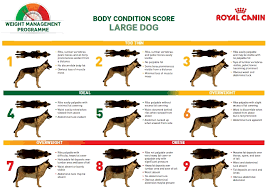 71 Reasonable Dog Weight Charts