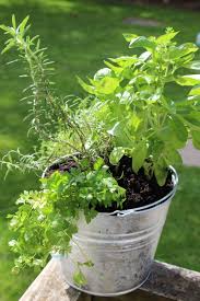 Bring Your Herb Garden Indoors Momcrieff