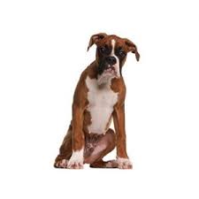 My boxer is now 18 months old, and it seems he is still very puppy like! Boxer Puppies Petland St Louis Missouri