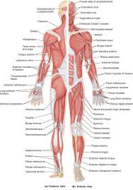 abdomen muscle anatomy