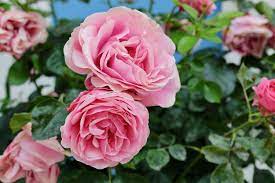 there are a few types of rose fertilizer