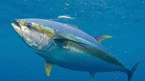 yellowfin tuna anglers journal
