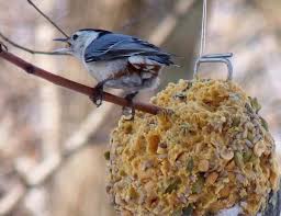 diy how to make suet winter bird feeders