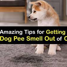 removing dog urine from carpet