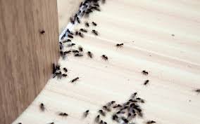 You may not be able to. The Pitfalls Of Do It Yourself Pest Control Terminix