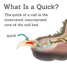 how to make a dog s nail quick recede