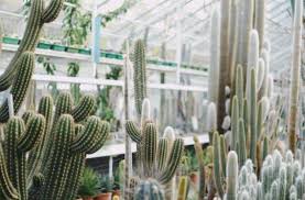 We've arranged the list in alphabetical order, but you should keep in mind that in some cases there might be other names to go by. Optimal Temperatures For Succulents To Survive And Thrive Succulent Plant Care
