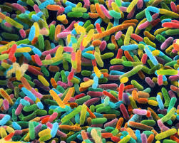 microbiome ile ilgili görsel sonucu
