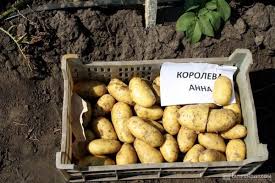 Картопля “Королева Анна”: відгуки, сорти, вирощування, рекомендації