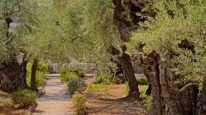 garden of gethsemane in jerum