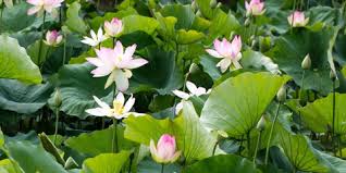 Agaknya selain bagi warna yang cantik, ada tak khasiat bunga telang untuk kesihatan?. 8 Manfaat Bunga Teratai Untuk Kesehatan Tubuh