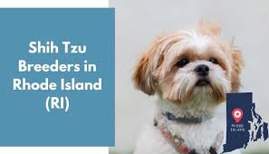 Shih tzu puppies for adoption in va. 5 Shih Tzu Breeders In Rhode Island Ri Shih Tzu Puppies For Sale Animalfate