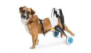 how to make a dog wheelchair a diy