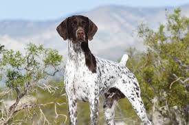 Boneheads pet services german shorthaired pointer. Beloved Best In Show And Born Winner Cj Dies At 7 The Canine Review