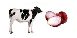 can-cows-eat-onions