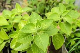 Indian Borage Poisoning In Dogs