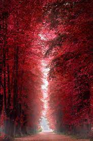 Burning Red Forest Denmark - Red ...