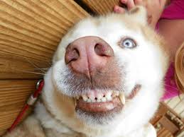 why doggie what beautiful teeth you